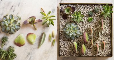 How To Rooting Succulents Habibi Garden