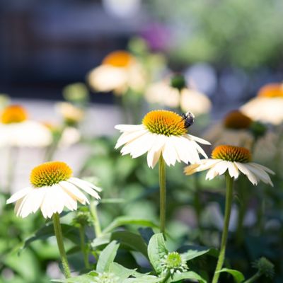 6 Things: Drought Tolerant Plants