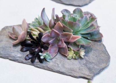 A Succulent & Slate How-To