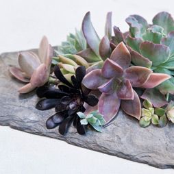 A Succulent & Slate How-To