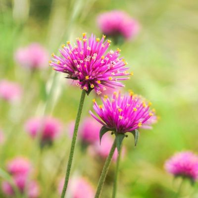 5 Garden Projects You Can Finish in One Evening