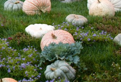 Plant a Pumpkin Patch The BLOG at Terrain