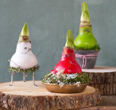 Give + Grow Waxed Amaryllis Bulbs The BLOG at Terrain