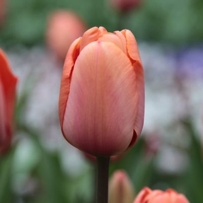 Tulip ‘Apricot Impression’ Jumbo Bulbs Terrain