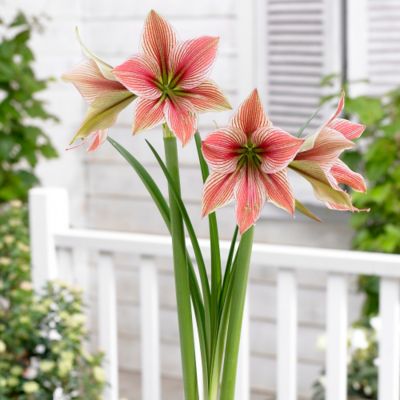 ‘Exotic Star’ Amaryllis Bulb