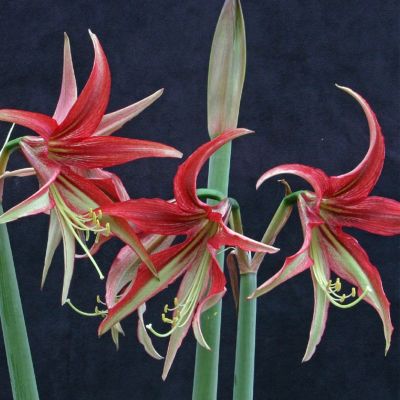 Blooming Spotlight: Amaryllis 'La Paz'