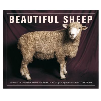 Beautiful Sheep