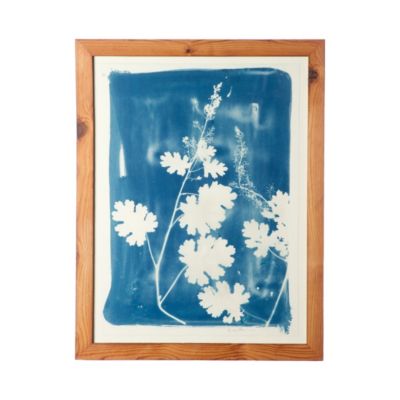 Plume Poppy Sunprint 