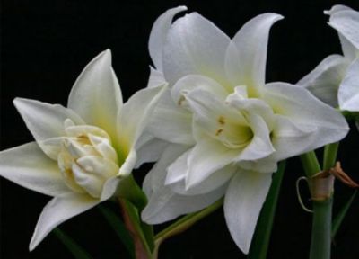 How-To: Forcing Amaryllis