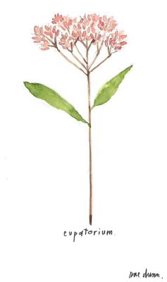 Rae Dunn's Fall Flora: Eupatorium