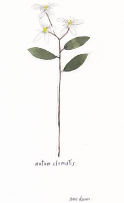 Rae Dunn's Fall Flora: Clematis