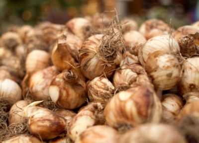 How-To: Planting & Caring For Fall Bulbs