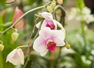 Blooming Spotlight: Orchids
