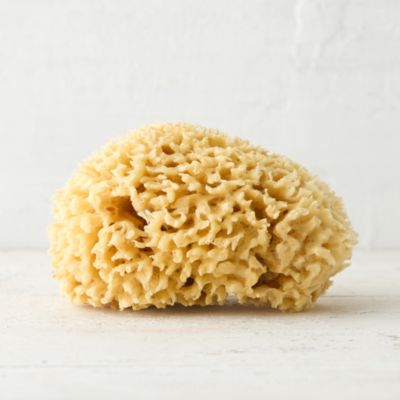 Wool Sponge 