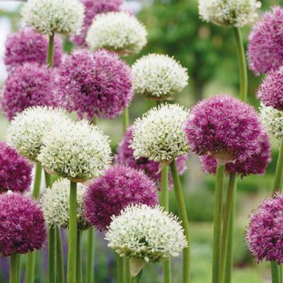 Blooming Spotlight: Allium Mix