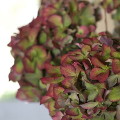 Blooming Care: Vintage Hydrangea