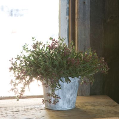 Blooming Spotlight: Flowering Sedum