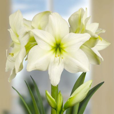Amaryllis ‘Lemon Star’ Jumbo Bulb in Garden Holiday at Terrain