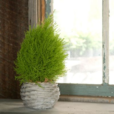Blooming Spotlight: Lemon Cypress Cone