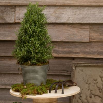 Blooming Spotlight: Rosemary Tree