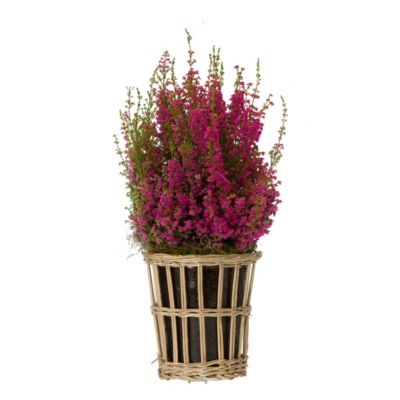 Blooming Spotlight: Winter Heather