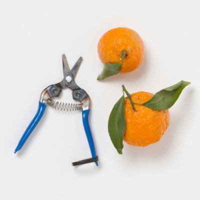 Fruit Pruner 