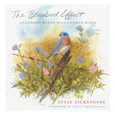 The Bluebird Effect 