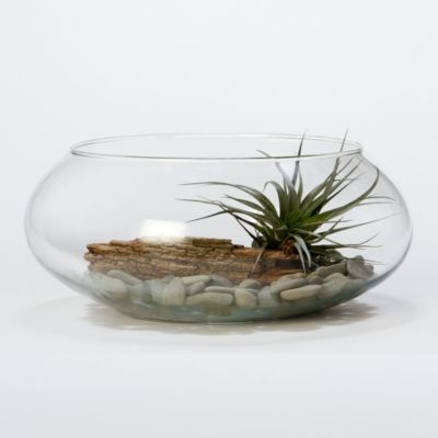 Low Profile Terrarium