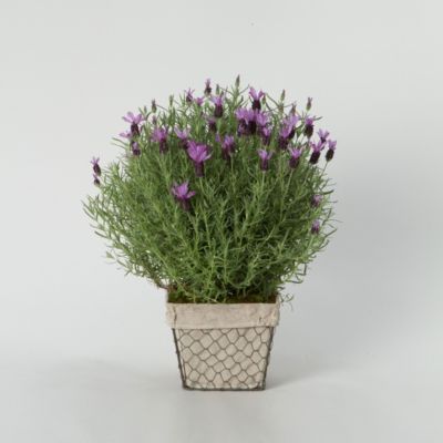 Spanish Lavender 