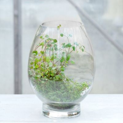 Open Drop Terrarium