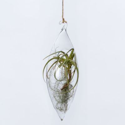 Elongated Drop Terrarium 