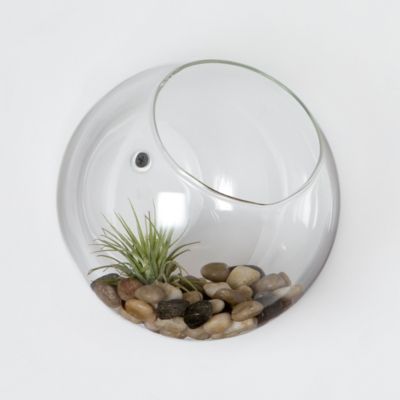 Wall Bubble Terrarium 