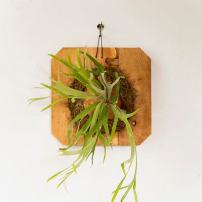 Mounted Staghorn Fern, Large Terrain