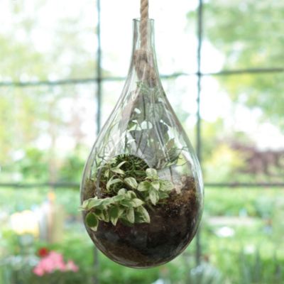 Hanging Drop Terrarium 