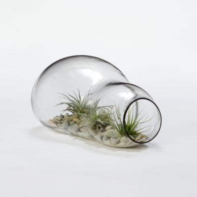Twice Bubbled Terrarium 