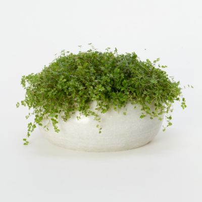 Polished Marble Bowl