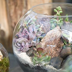 Sprout’s Terrarium Workshop