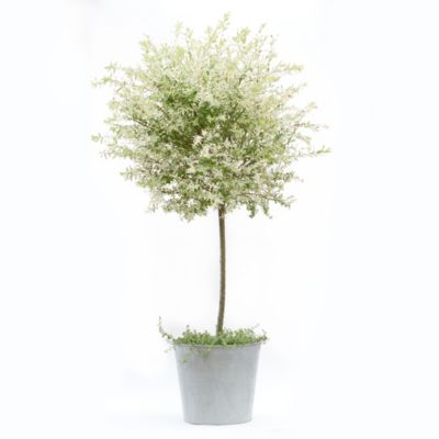Zinc Pail Planter