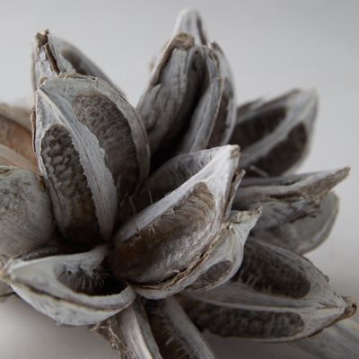 Dried Star Pod