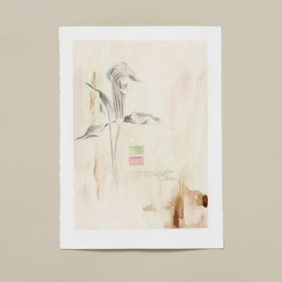 Jack-in-the-Pulpit Plaster Page