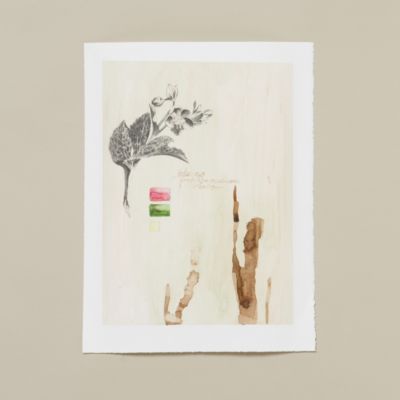 Helleborus Plaster Page