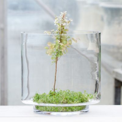 Skyview Terrarium