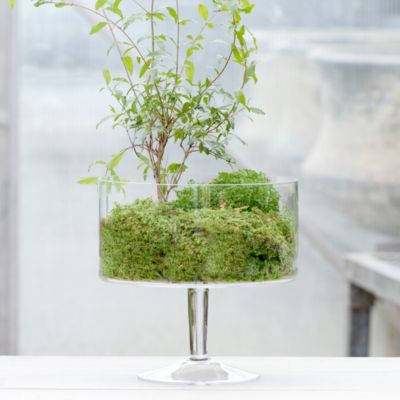 Pedestal Terrarium