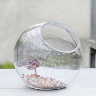 Open Bubble Terrarium