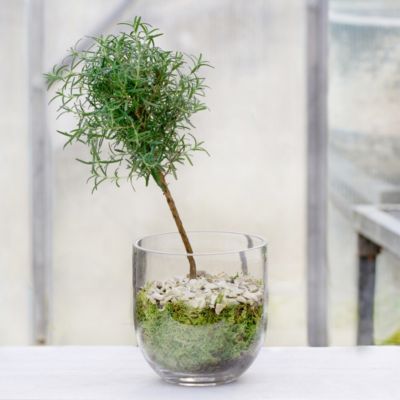 Egg Base Terrarium