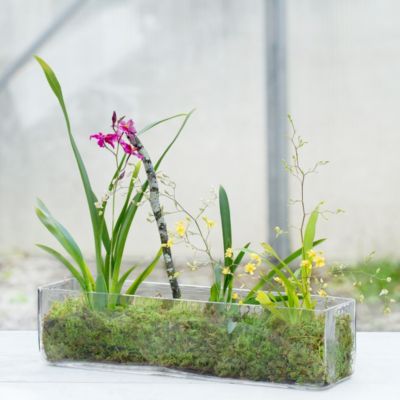 Angles Terrarium, Rectangle
