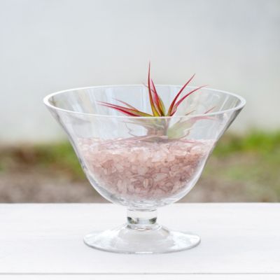 Chalice Terrarium
