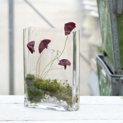 Angles Terrarium, Small Square