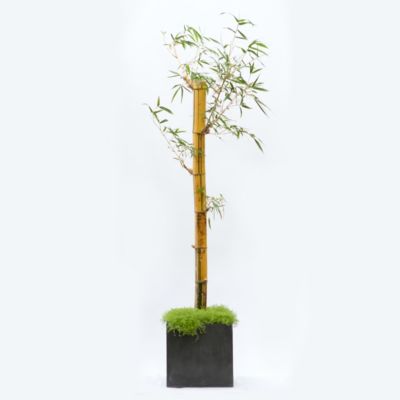 Straight Edge Planter, Large