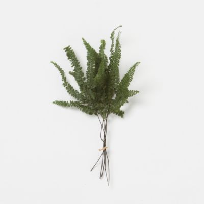Felci Fern Bunch